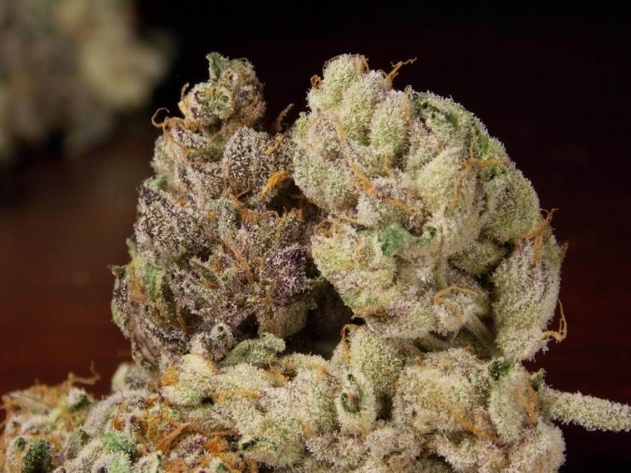Super Girl Scout Cookies Strain
