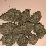 Brian Berry Cough Cannabis Strain
