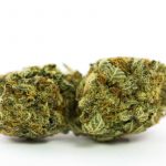 Chemdawg Cannabis Strain UK