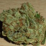 Godzilla Marijuana Strain UK