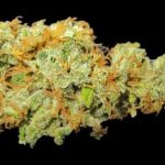 Hawaiian Sativa Marijuana Strain UK