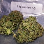 Bentley OG Marijuana Strain UK