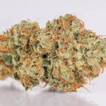Buy Tangie Cannabis Strain UK