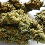 Easy Sativa Marijuana Strain UK